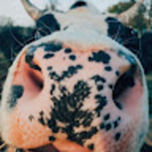 Meet your Posher, Ella